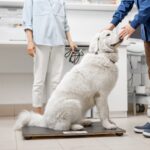 Obesidad en perros