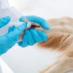 Enfermedades de Perros
