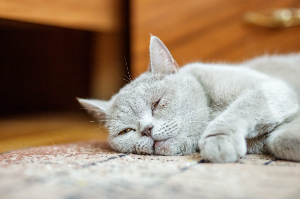 Alimentación hipoalergénica para gatos