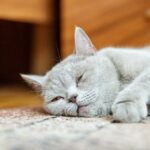 Alimentación hipoalergénica para gatos